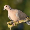 Hrdlicka zahradni - Streptopelia decaocto - Eurasian Collared-Dove 7597